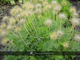 Pulsatilla vulgaris 'Alba' P9