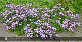 Saponaria ocymoides P9