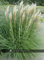 Cortaderia se. 'Pumila' P11
