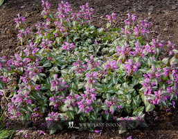 Lamium mac. 'Chequers' P9