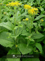 Telekia speciosa P9