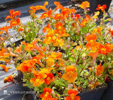 Mimulus 'Orange Glow' P9
