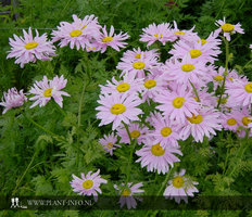 Tanacetum 'Robinson's Rose' P9