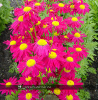 Tanacetum 'Robinson's Red' P9