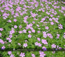 Geranium endressii P9