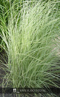 Miscanthus s. 'Morning Light' P11