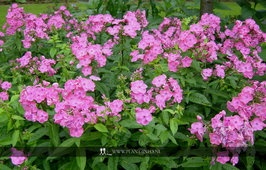 Phlox (P) 'Rijnstroom' P9