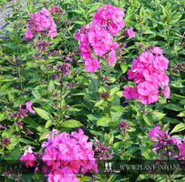 Phlox (P) 'Tenor' P9