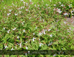 Gillenia trifoliata P9