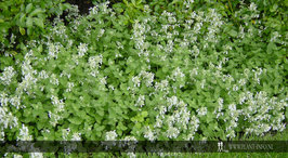 Nepeta racemosa 'Snowflake' P9