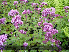 Origanum 'Rosenkuppel' P9