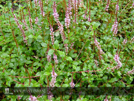 Persicaria vacciniifolia P9