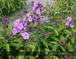Phlox (P) 'Blue Paradise' P9