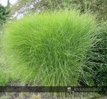 Miscanthus s. 'Gracillimus' P11