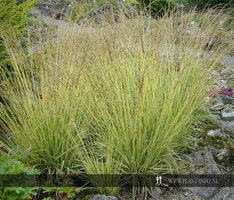 Molinia caerulea 'Variegata' P9