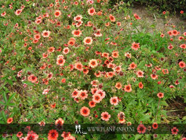Potentilla nep. 'Miss Willmott' P9
