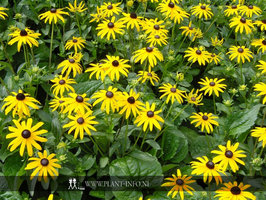 Rudbeckia fulgida 'Goldsturm' P9