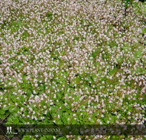 Saxifraga ur. 'Variegata' P9