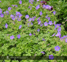 Geranium himalayense P9