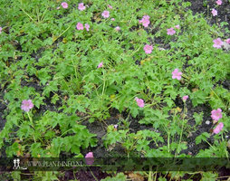 Geranium endressii 'Wargrave Pink' P9