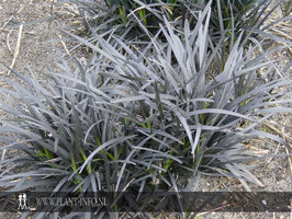 Ophiopogon planiscapus 'Niger' P9