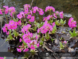 Primula rosea 'Grandiflora' P9