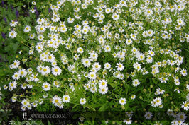 Kalimeris incisa 'Alba' P9