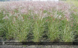 Miscanthus s. 'Ferner Osten' P9