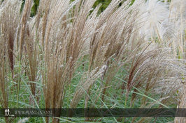 Miscanthus s. 'Flamingo' P11