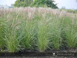 Miscanthus s. 'Kleine Silberspinne' P11