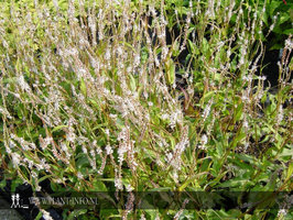 Persicaria amp. 'Alba' P9