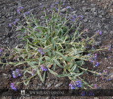 Pulmonaria lon. 'E.B. Anderson' P9