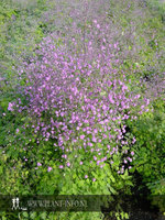 Thalictrum del. 'Hewitt's Double' P9