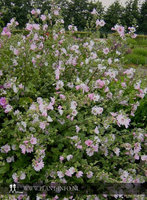 Lavatera 'Barnsley' P9