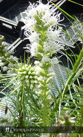 Liatris spicata 'Alba' P9