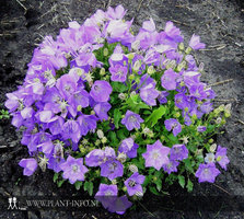 Campanula car. 'Blaue Clips' P9