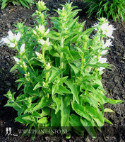 Campanula glomerata 'Alba' P9