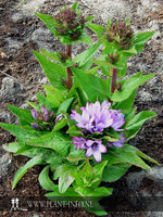 Campanula glomerata 'Caroline' P9