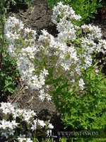 Campanula lac. 'Alba' P9