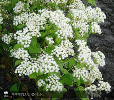 Eupatorium rugosum 'Braunlaub' P9