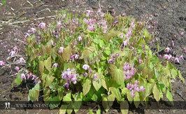 Epimedium y. 'Roseum' P9