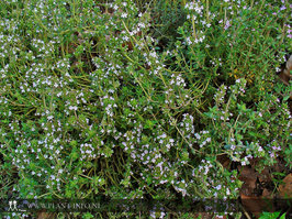 Thymus vulgaris P9