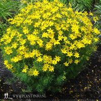 Coreopsis ver. 'Grandiflora' P9