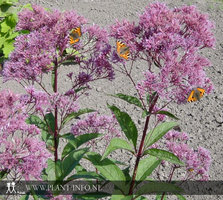 Eupatorium mac. 'Atropurpureum' P9