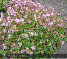 Geranium dalmaticum P9