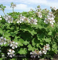Geranium renardii P9