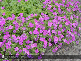 Geranium riv. 'Russell Prichard' P9