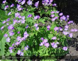 Geranium sylvaticum 'Mayflower' P9