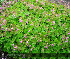 Geranium cantabrigiense 'Karmina' P9