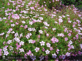 Geranium oxo. 'Rose Clair' P9